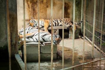 Tigers trapped in a cage zoo.