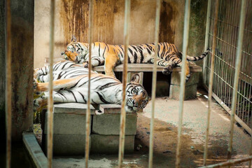 Tigers trapped in a cage zoo.