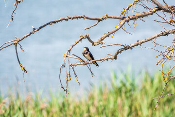 Barn Swallow Hirundo rustica resting on a dry branch of a tree in the summer on blue and green background