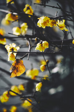 yellow flower on the water
