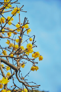 yellow flower on blue sky