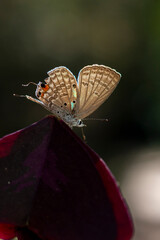 butterfly on a leaf