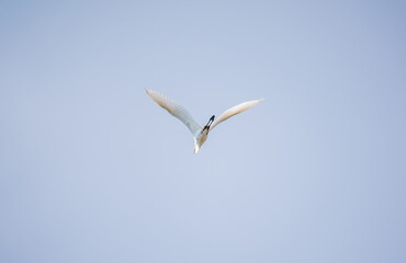 Fototapeta na wymiar The flight of the little egret or Small White Heron.
