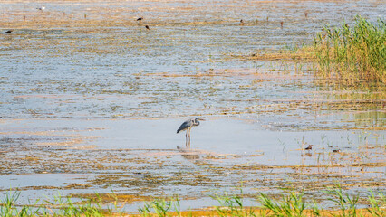 The grey heron stands in the lake