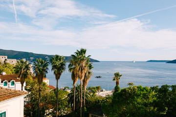 View over the tops of palm trees to the pier of the town of Herceg Novi in Montenegro