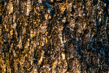 bark details Close up of bark on a stump of an old tree.