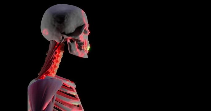 human realistic skeleton with a skull with teeth and a part of the muscle moves on a dark background