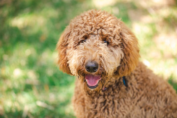 Young Groodle mixed-breed dog, also known as Golden Doodle, in pretty backyard setting