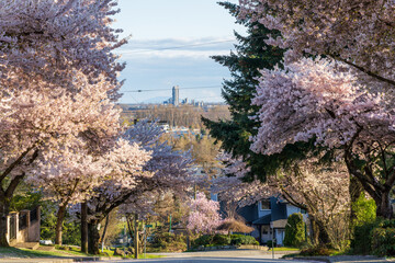 Residential area row of cherry blossom trees in beautiful full bloom in springtime. McKay Ave,...