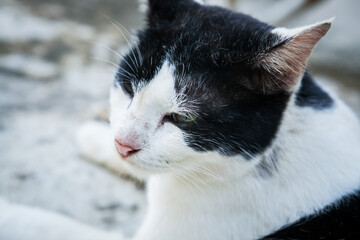 Cat lying in front of a house in the countryside.