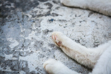 cats paw