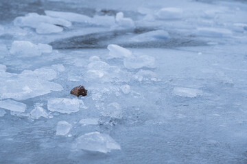 Iced over Yosemite's Merced river with branches, pine cones and ice chunks