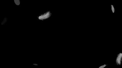 rotating and flying white bird wings. 3D animation on a dark background