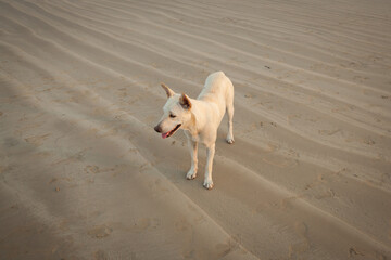 Dogs on the beach at Khao Lak in the evening. Waiting for food