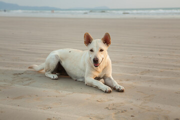 Dogs on the beach at Khao Lak in the evening. Waiting for food