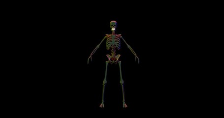 human skeleton with a skull and partly formed from a muscle on a black background, and red lightning through it. 3D animation