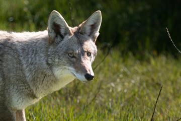 A coyote roaming in the grass