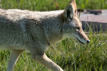 Naklejka na ściany i meble A coyote roaming in the grass