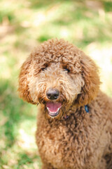 Young Groodle mixed-breed dog, also known as Golden Doodle, in pretty backyard setting