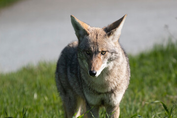 A coyote roaming in the grass