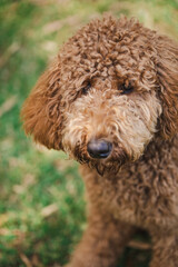 Young Groodle mixed-breed dog, also known as Golden Doodle, in pretty backyard setting