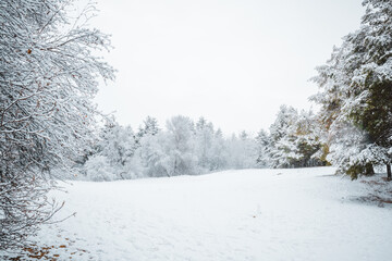snow covered trees in the forest