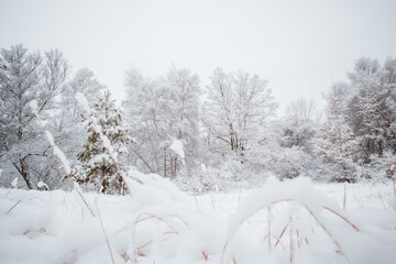 snow covered tree