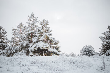 snow covered pine trees