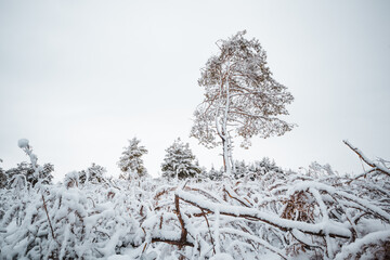 pine tree in the forest under the snow in winter