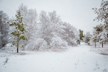 trees in the forest under snow in winter