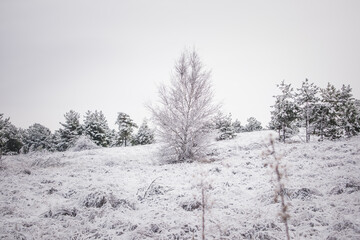 pine tree in the forest under the snow in winter