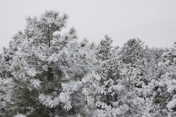 Christmas trees under the snow in the winter forest