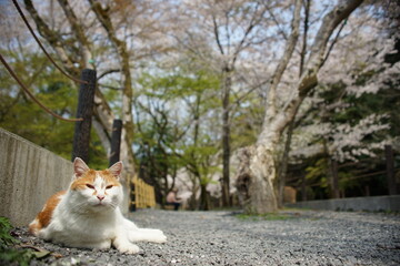 Fototapeta na wymiar Cat living in Tetsugaku-no-michi Street with cherry blossom in full bloom