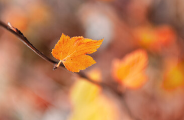 Autumn details. Beautiful close up view of a leaf in fall color.