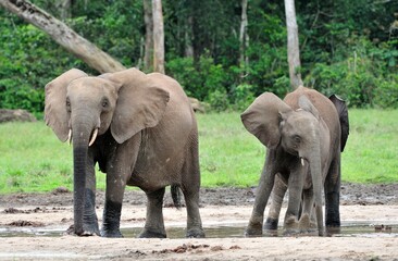  African Forest Elephant, Loxodonta africana cyclotis, of Congo Basin. At the Dzanga saline (a forest clearing) Central African Republic, Sangha-Mbaere, Dzanga Sangha