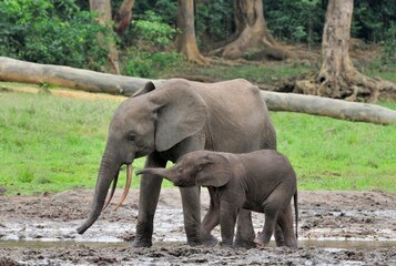 The elephant calf  with  elephant cow The African Forest Elephant, Loxodonta africana cyclotis. At the Dzanga saline (a forest clearing) Central African Republic, Dzanga Sangha