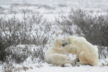 Fighting Polar bears (Ursus maritimus ) on the snow. Arctic tundra. Two polar bears playing on snow...