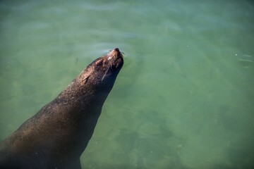 Obraz premium Adult brown seal swimming on water surface. Cape fur seal (Arctocephalus pusillus pusillus) False Bay, Simon's Town South Africa.