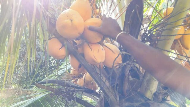  Black man hand screewing out a yellow coconut fruit from the palm tree branch with sunny rays background. Exotic coconut harvesting. Healthy food and agriculture concept slow motion 4K footage.