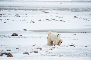 Polar she-bear with cubs. A Polar she-bear with two small bear cubs on the snow.