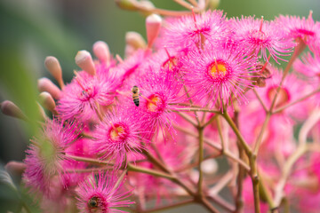 Gum Tree Flowers