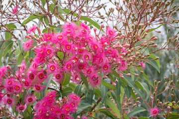 Gum Tree Flowers