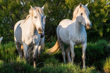 Obraz na płótnie Canvas Portrait of the White Camargue Horses on the natural green background.