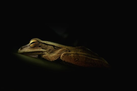 Close-up Of A Frog Over Black Background