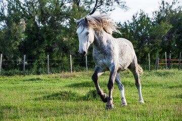 White Camargue Horse on the natural background.