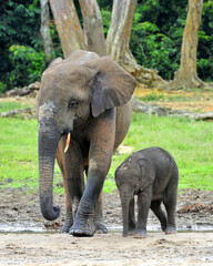 Fototapeta premium The elephant calf with elephant cow The African Forest Elephant, Loxodonta africana cyclotis. At the Dzanga saline (a forest clearing) Central African Republic, Dzanga Sangha
