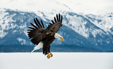 Bald Eagle ( Haliaeetus leucocephalus ) landed on snow - 483244100