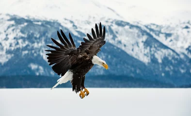 Poster Bald Eagle (Haliaeetus leucocephalus) landde op sneeuw © Uryadnikov Sergey