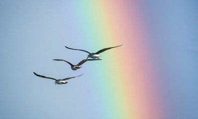Flying seagulls over the ocean, misty sky,  rainbow backgrounds