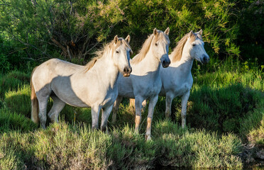 Portrait of the White Camargue Horses on the natural green background. - 483244785